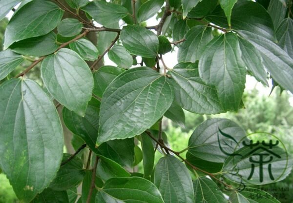 Celtis Sinensis, Chinese Hackberry Seed 500 PCS, Tree Seeds Shapo - Image 7