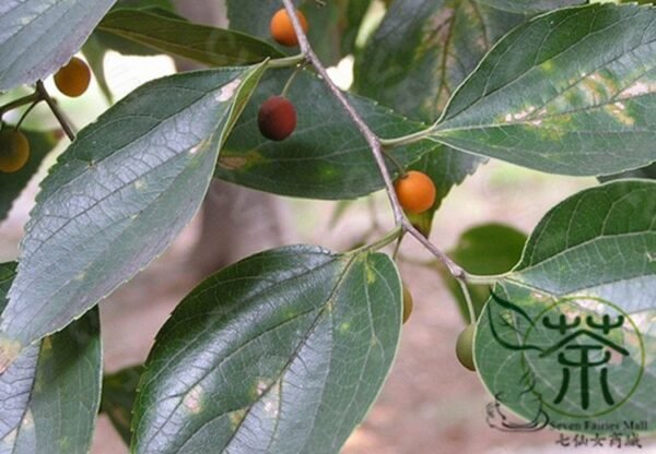 Celtis Sinensis, Chinese Hackberry Seed 500 PCS, Tree Seeds Shapo - Image 8