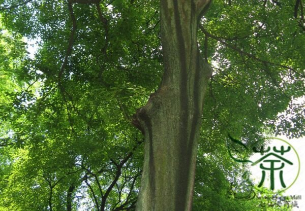 Celtis Sinensis, Chinese Hackberry Seed 500 PCS, Tree Seeds Shapo - Image 9