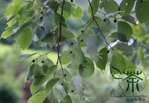 Celtis Koraiensis, Korean Hackberry Seed 500 PCS, Tree Seeds Dayepo - Image 8