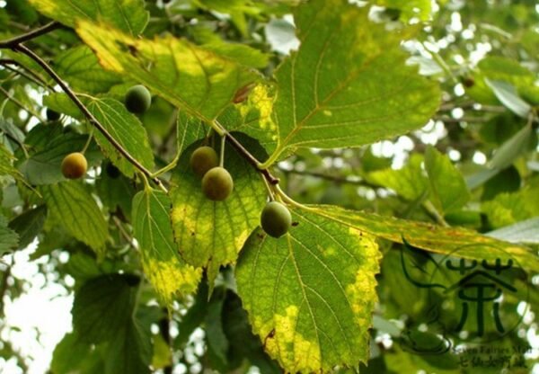 Celtis Koraiensis, Korean Hackberry Seed 500 PCS, Tree Seeds Dayepo - Image 9