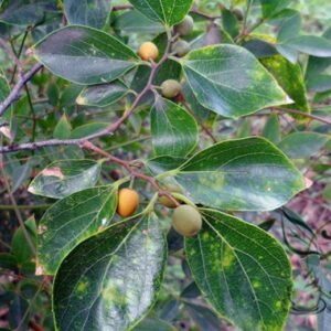 Celtis Julianae, Julian Hackberry Seed 500 PCS, Tree Seeds Shanhupo