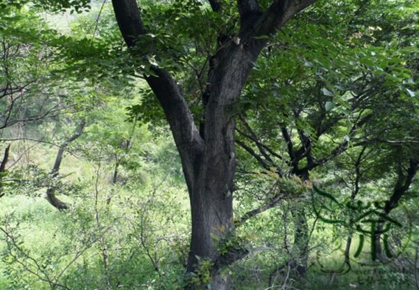 Celtis Bungeana, Bunge's Hackberry Seed 500 PCS, Tree Seeds Heidanshu