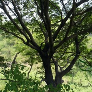 Celtis Bungeana, Bunge's Hackberry Seed 500 PCS, Tree Seeds Heidanshu