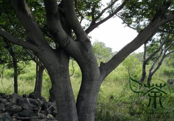 Celtis Bungeana, Bunge's Hackberry Seed 500 PCS, Tree Seeds Heidanshu - Image 3