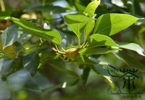 Celtis Bungeana, Bunge's Hackberry Seed 500 PCS, Tree Seeds Heidanshu - Image 4