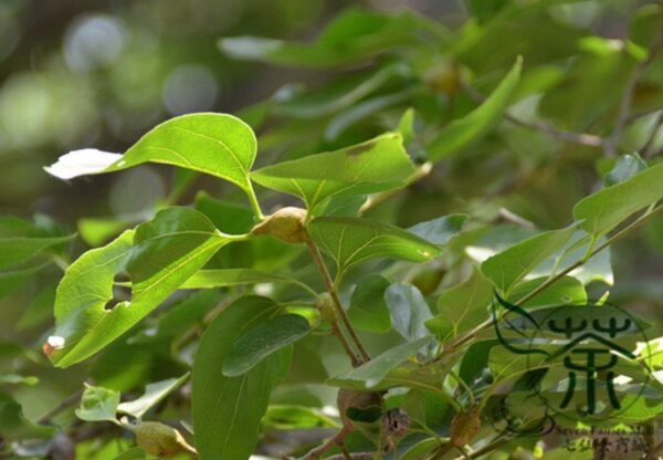 Celtis Bungeana, Bunge's Hackberry Seed 500 PCS, Tree Seeds Heidanshu - Image 5