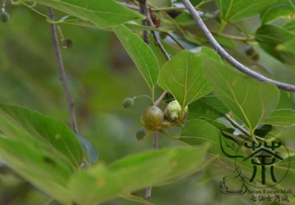 Celtis Bungeana, Bunge's Hackberry Seed 500 PCS, Tree Seeds Heidanshu - Image 6