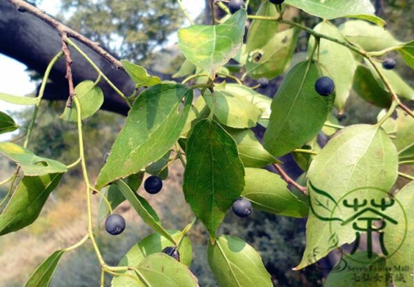 Celtis Bungeana, Bunge's Hackberry Seed 500 PCS, Tree Seeds Heidanshu - Image 7