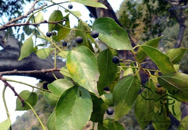 Celtis Bungeana, Bunge's Hackberry Seed 500 PCS, Tree Seeds Heidanshu - Image 8