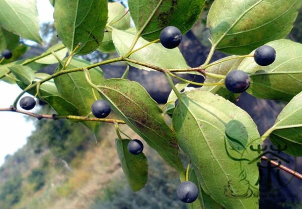 Celtis Bungeana, Bunge's Hackberry Seed 500 PCS, Tree Seeds Heidanshu - Image 9