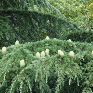 Cedrus Deodara, Deodar Cedar Seed 300 PCS, Himalayan Cedar Xuesong