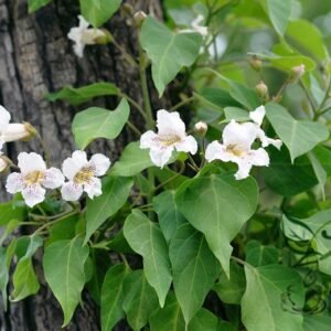 Catalpa Speciosa, Northern Catalpa Seed 1000 PCS, Tree Seeds Huangjinshu