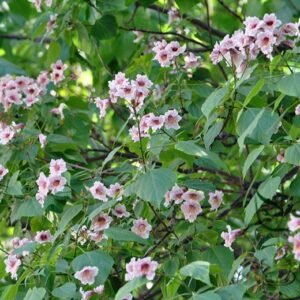 Catalpa Bungei, Manchurian Catalpa Seed 1000 PCS, Qui Wood Quishu