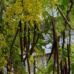 Cassia Fistula, Golden Shower Tree Seed 300 PCS, Canafistula Tree Seeds Lachangshu