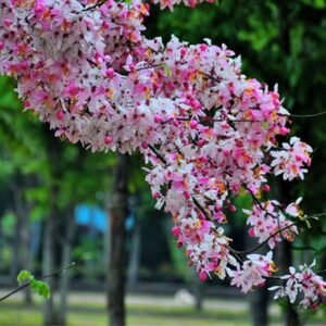 Cassia Bakeriana, Pink Cassia Wishing Tree Seed 300 PCS, Tree Seeds Huaqimu