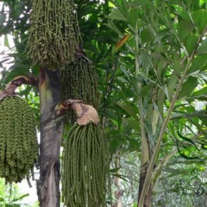 Caryota Ochlandra, Chinese Fishtail Palm Seed 100 PCS, Tree Seeds Yuweikui