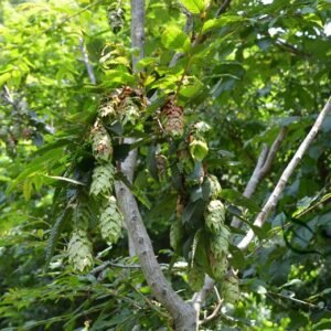 Carpinus Turczaninowii, Small Hardwood Tree Seed 1000 PCS, Hornbeam Eerli