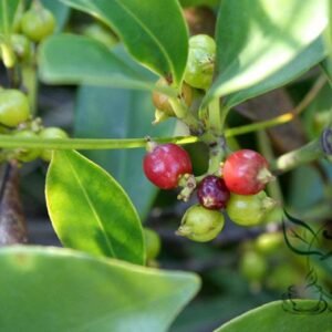 Carallia Brachiata, Freshwater Mangrove Seed 300 PCS, Tree Seeds Zhujieshu