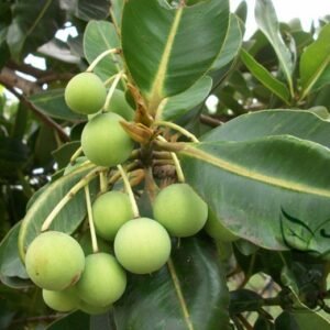 Calophyllum Inophyllum, Beach Calophyllum Seed 1000 PCS, Tree Seeds Qiongya Haitang