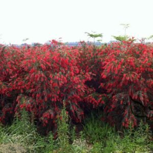 Callistemon Rigidus, Melaleuca Linearis Seed 1000 PCS, Tree Seeds Hongqianceng