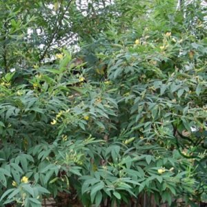 Cajanus Cajan, Pigeon Pea Seed 500 PCS, Tree Seeds Mudou