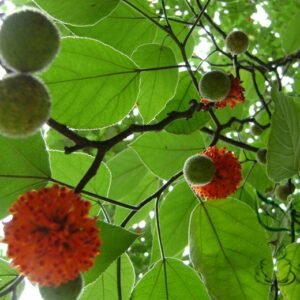 Broussonetia Papyrifera, Paper Mulberry Seed 2000 PCS, Tree Seeds Goushu