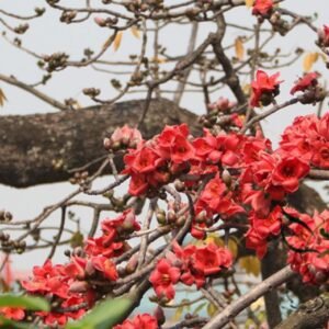 Bombax Ceiba, Red Silk-Cotton Seed 500 PCS, Cotton Tree Seeds Mumian