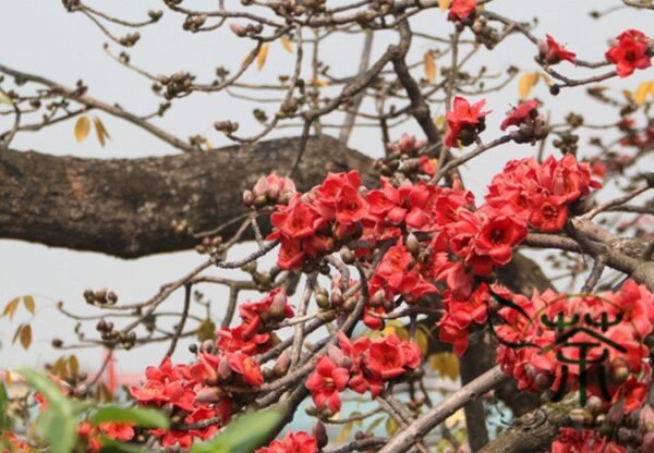 Bombax Ceiba, Red Silk-Cotton Seed 500 PCS, Cotton Tree Seeds Mumian