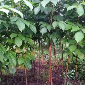 Bischofia Javanica, Bishop Wood Seed 1000 PCS, Tree Seeds Qiufeng