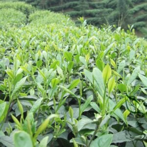 Biluochun, Green Snail Spring Pi Lo Chun Seed 100 PCS, Tree Seeds Biluochun