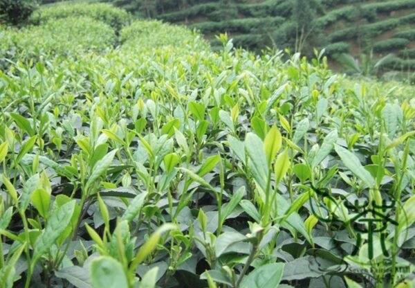 Biluochun, Green Snail Spring Pi Lo Chun Seed 100 PCS, Tree Seeds Biluochun