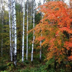 Betula Platyphylla, Japanese White Birch Seed 2000 PCS, Tree Seeds Baihua