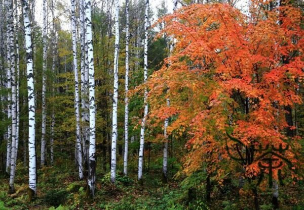 Betula Platyphylla, Japanese White Birch Seed 2000 PCS, Tree Seeds Baihua