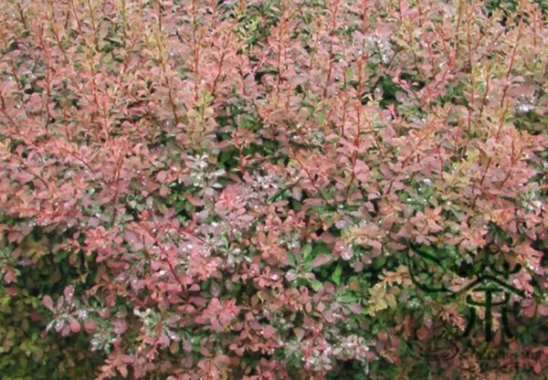 Berberis Thunbergii, Japanese Barberry Seed 1000 PCS, Tree Seeds Ziye Xiaobo