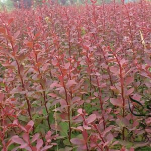 Berberis Thunbergii, Japanese Barberry Seed 1000 PCS, Tree Seeds Ziye Xiaobo