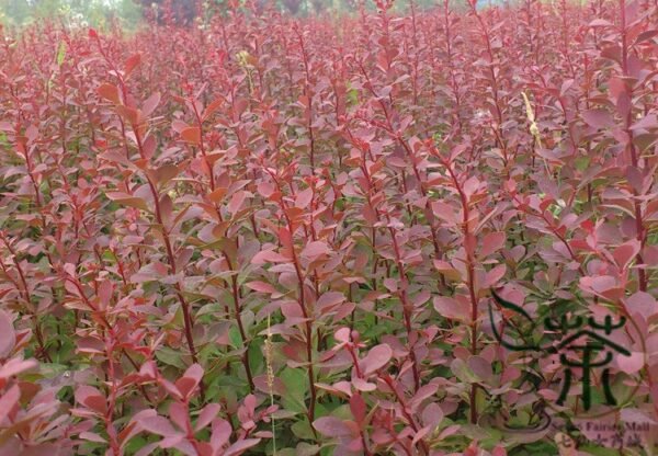 Berberis Thunbergii, Japanese Barberry Seed 1000 PCS, Tree Seeds Ziye Xiaobo