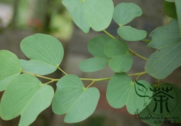 Bauhinia Purpurea, Phanera Purpurea Seed 300 PCS, Tree Seeds Yangtijia