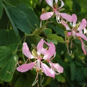 Bauhinia Purpurea, Phanera Purpurea Seed 300 PCS, Tree Seeds Yangtijia