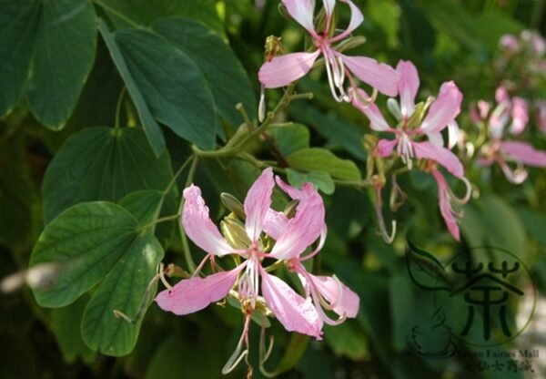 Bauhinia Purpurea, Phanera Purpurea Seed 300 PCS, Tree Seeds Yangtijia