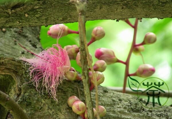 Barringtonia Racemosa, Powder-puff Tree Seed 100 PCS, Tree Seeds Yurui