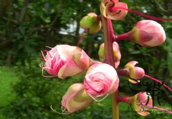 Barringtonia Racemosa, Powder-puff Tree Seed 100 PCS, Tree Seeds Yurui