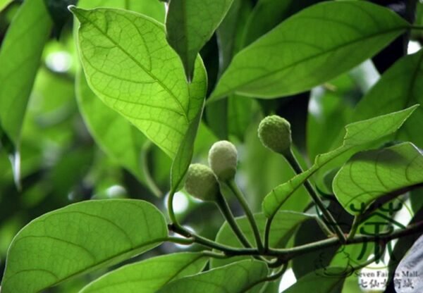 Artocarpus Hypargyraeus, Artocarpus Lingnanensis Seed 300 PCS, Tree Seeds Baiguimu