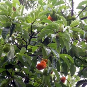 Artocarpus Hypargyraeus, Artocarpus Lingnanensis Seed 300 PCS, Tree Seeds Baiguimu