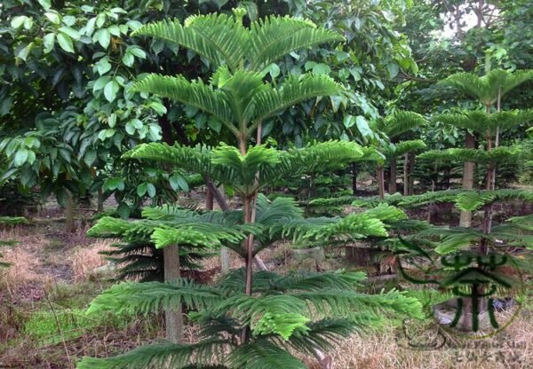 Araucaria Cunninghamii, Hoop Pine Seeds 100 PCS, Garden Seeds Nanyangshan