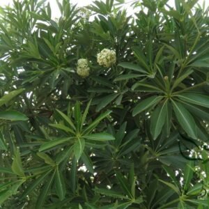 Alstonia Scholaris, Blackboard Tree Seed 500 PCS, Ditabark Tree Seeds Tangjiaoshu