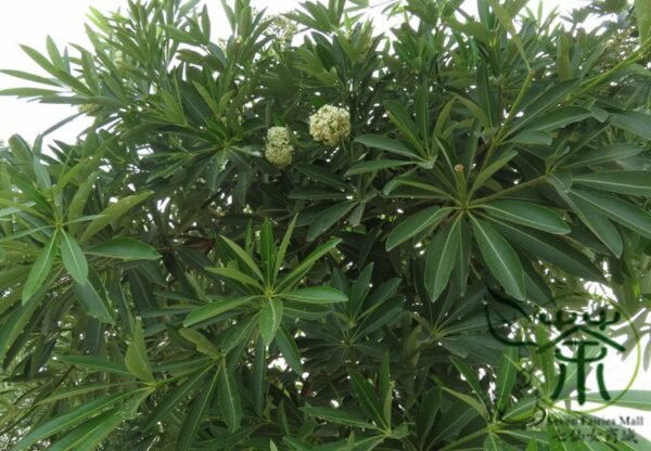 Alstonia Scholaris, Blackboard Tree Seed 500 PCS, Ditabark Tree Seeds Tangjiaoshu