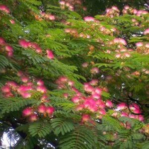 Albizia Julibrissin, Persian Silk Tree Seed 1000 PCS, Pink Silk Tree Seeds Hehuan