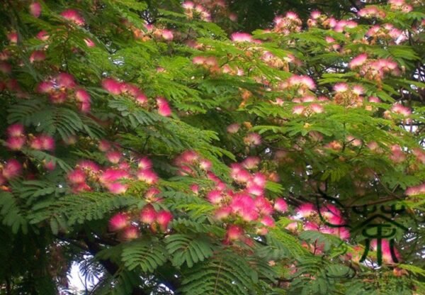 Albizia Julibrissin, Persian Silk Tree Seed 1000 PCS, Pink Silk Tree Seeds Hehuan