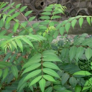 Ailanthus-Altissima, Tree Of Heaven Seed 1000 PCS, Ailanthus Tree Seeds Chouchun